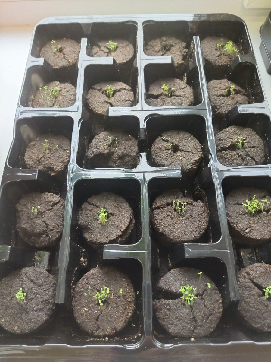 Наши росточки!